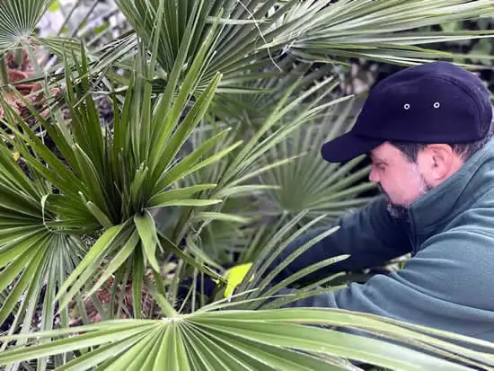 Viveros El Carrizal Trabajos de jardinería de Viveros El Carrizal