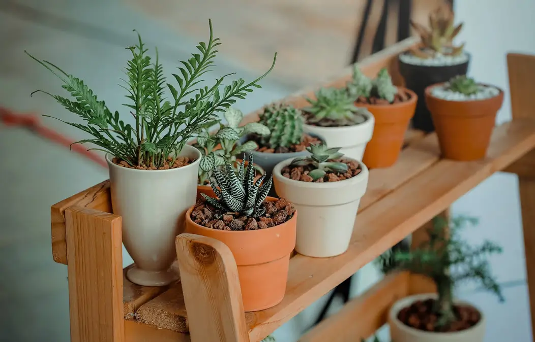Desde un jardín en miniatura